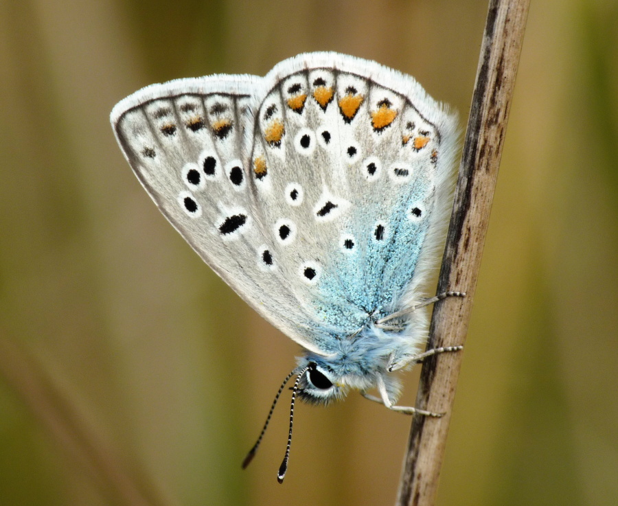 Lycaenidae da determinare - Polyommatus icarus